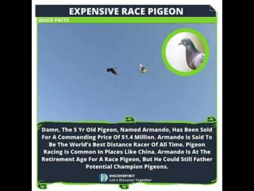 A Feathered Fortune: Armando, The Expensive Legendary Pigeon