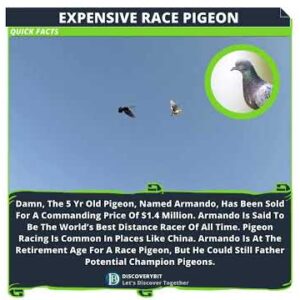 A Feathered Fortune: Armando, The Expensive Legendary Pigeon
