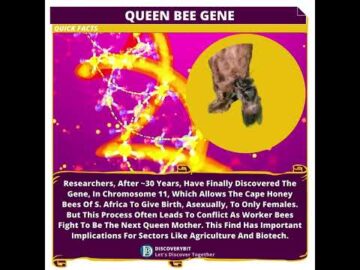 Cape Honey Bees: The Gene That Allows Asexual Female Birth