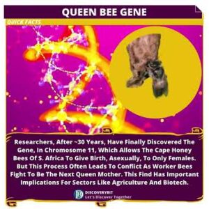Cape Honey Bees: The Gene That Allows Asexual Female Birth
