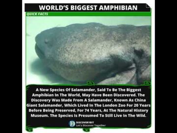 Giant Salamander: The World's Largest Amphibian Rediscovered