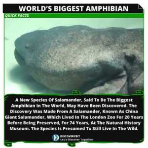 Giant Salamander: The World's Largest Amphibian Rediscovered