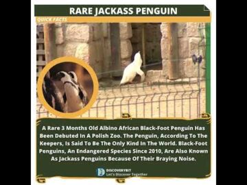 Black-Foot Penguin: A Rare Jackass Debuts In Polish Zoo
