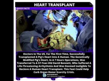Can A Pig's Heart Be Transplanted Into A Human?