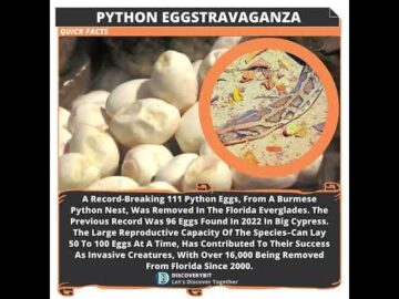 Python Eggstravaganza: 111 Breaks Record in Florida Everglades!