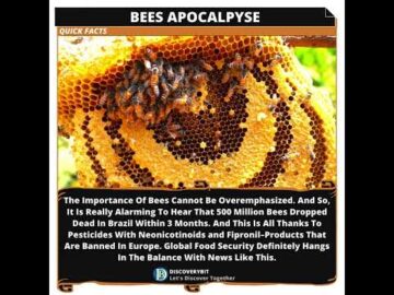 The Bee Apocalypse In Brazil: 500 Million Dead