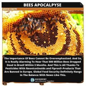 The Bee Apocalypse In Brazil: 500 Million Dead