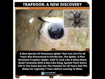 Trapdoor Spider: A Venomous Species Discovery