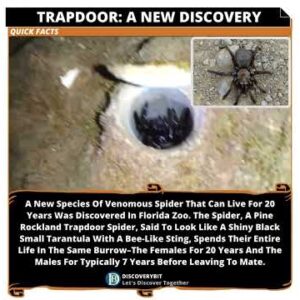 Trapdoor Spider: A Venomous Species Discovery
