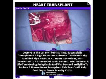 The First Pig's Heart Transplant Into A Human