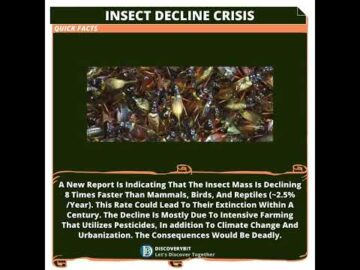 Insect Apocalypse: Threatening Ecosystems