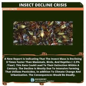 Insect Apocalypse: Threatening Ecosystems