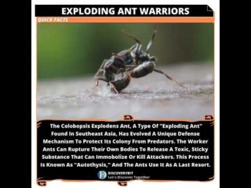 Colobopsis Explodens: The Self-Sacrificing Ants