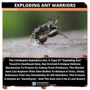 Colobopsis Explodens: The Self-Sacrificing Ants