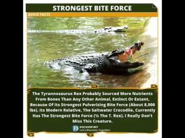 Jaws Of Ancient Leviathan: The Saltwater Crocodile's Terrifying Bite