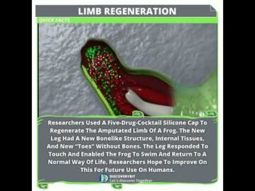 Can A Human Limb Be Regenerated