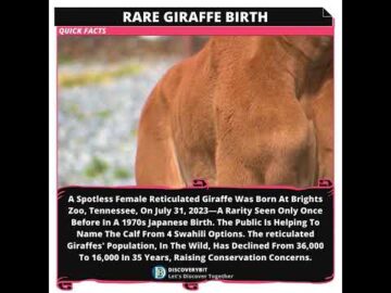 Reticulated Giraffe: Another Nature's Rare Birth