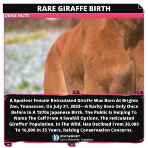 Reticulated Giraffe: Another Nature's Rare Birth