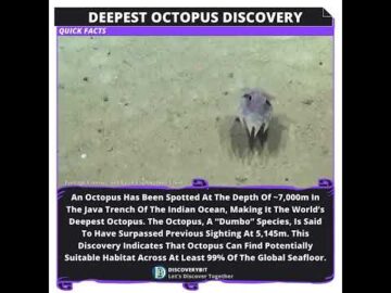 The Earth's Deepest Octopus - A 'Dumbo' Marvel