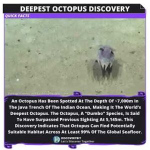 The Earth's Deepest Octopus - A 'Dumbo' Marvel