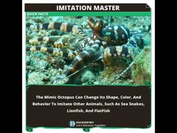 The Mimic Octopus--Nature's Shapeshifting Genius