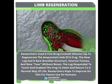 Can A Human Limb Be Regenerated?