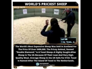 A Record-Breaking Sheep: Half A Million Dollar Meaty Delight