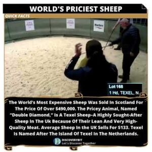 A Record-Breaking Sheep: Half A Million Dollar Meaty Delight