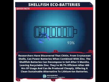 Shellfish Batteries: Revolutionizing Energy Storage