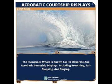 Courtship Display: Humpback Whales' Acrobatic Extravaganza!