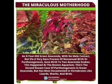 The Miraculous Anaconda Birth: Another Nature's Mystery