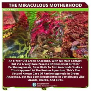 The Miraculous Anaconda Birth: Another Nature's Mystery