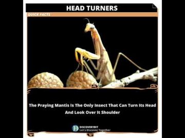 Praying Mantis: The Astonishing Head Turning Insect