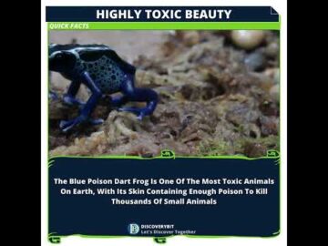 Unveiling The Lethal Allure Of The Dart Frog