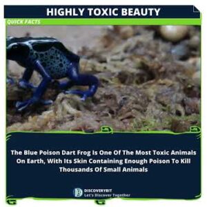 Unveiling The Lethal Allure Of The Dart Frog
