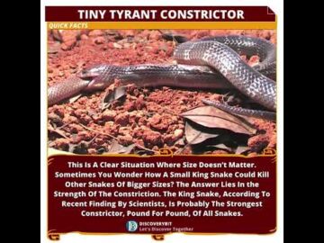 Pound-For-Pound Power: King Snake's Deadly Constriction