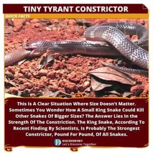 Pound-For-Pound Power: King Snake's Deadly Constriction