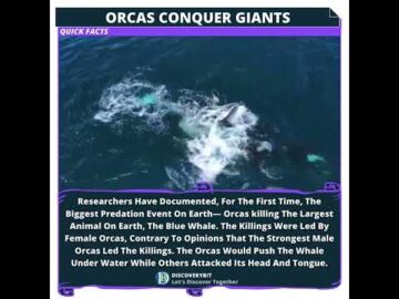 Orcas Conquer Giants: Earth's Biggest Predation Event