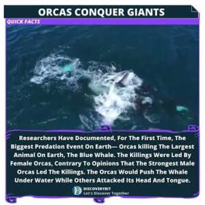 Orcas Conquer Giants: Earth's Biggest Predation Event