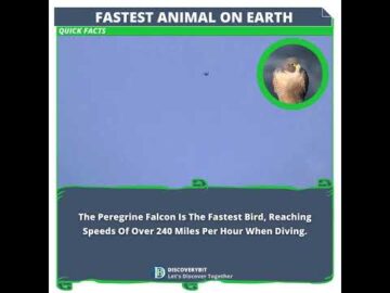 The Peregrine Falcon: Earth's Supersonic Jewel