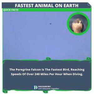 The Peregrine Falcon: Earth's Supersonic Jewel