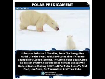 Countdown To Silence: The Arctic Polar Bears Impending Extinction