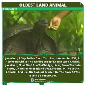 A Living Legend: Jonathan, The Timeless Giant Tortoise
