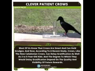 Clever Crows: Delayed Gratification Skills That Rival Preschoolers