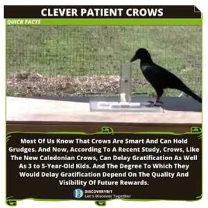 Clever Crows: Delayed Gratification Skills That Rival Preschoolers