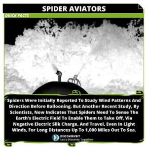 Spider Aviators: Unraveling Their Electrifying Flight
