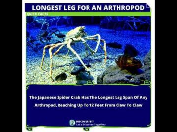 The Japanese Spider Crab: The Towering Arthropod