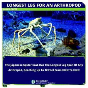 The Japanese Spider Crab: The Towering Arthropod