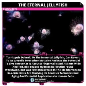 The Incredible Secret Of The Turritopsis Dohrnii Jellyfish