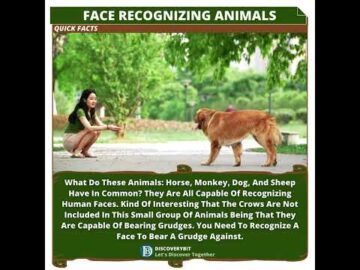 Unveiling The Animal Kingdom's Surprising Human Face Recognizers